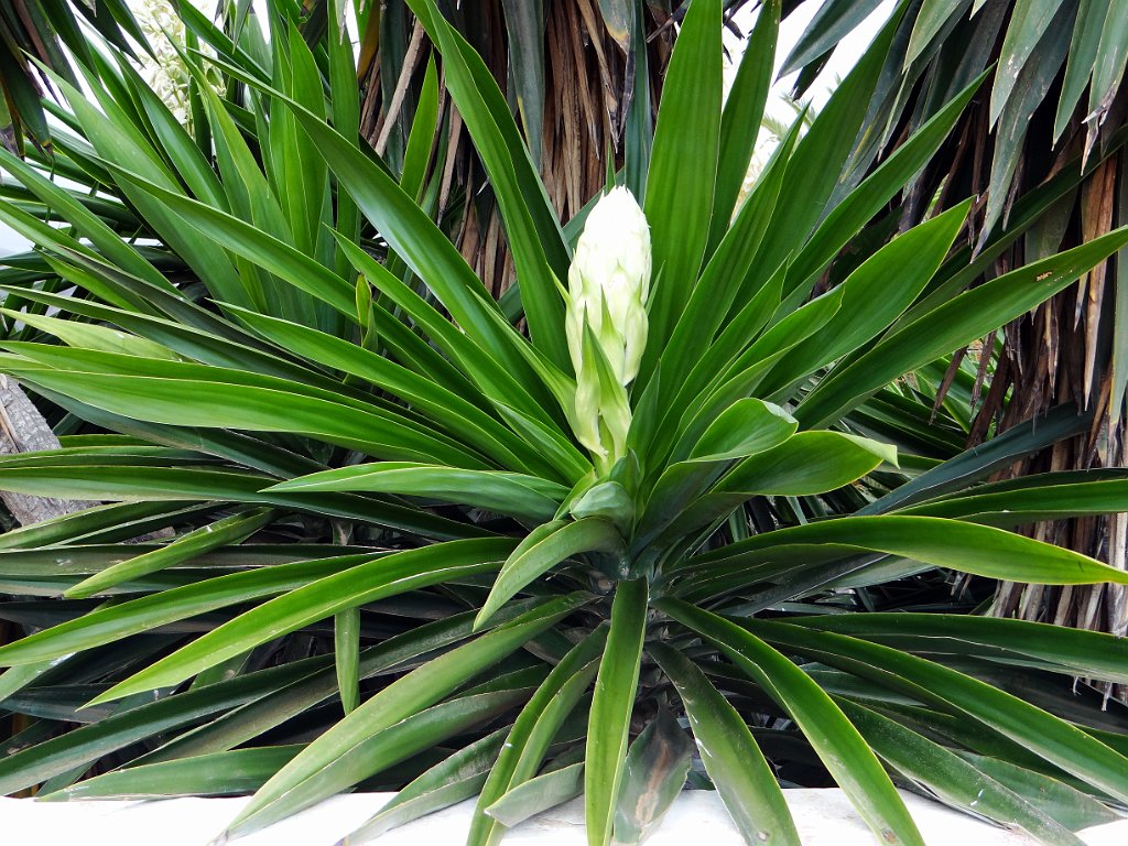 08 Antigua - Giardino botanico.JPG